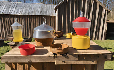 Various poultry feeders and waterers on a wooden table outdoors near rustic wooden barns