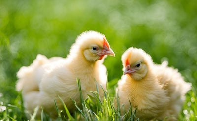 Two fluffy yellow chicks with red combs standing on green grass outdoors