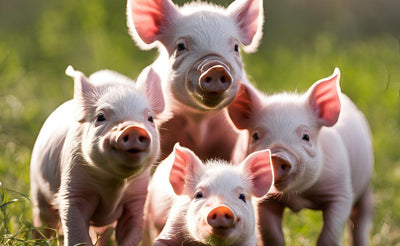 Group of four cute pink piglets standing on green grass in sunlight