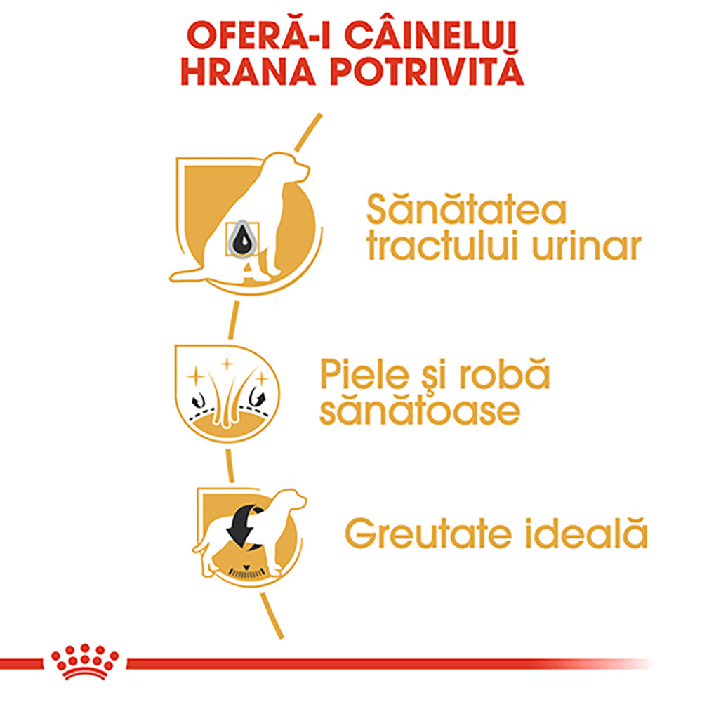 Royal Canin Bichon Frise Adult hrana uscata caine