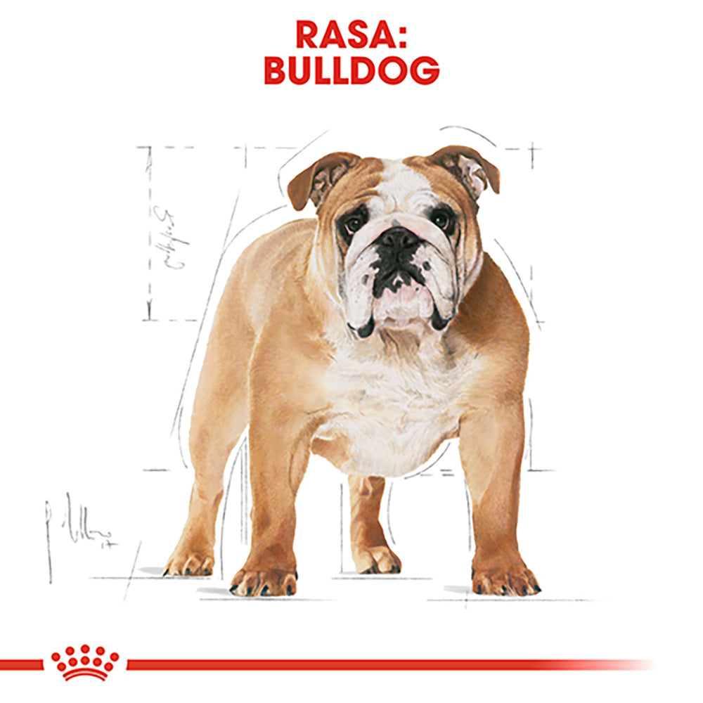 Royal Canin Bulldog Adult hrana uscata caine