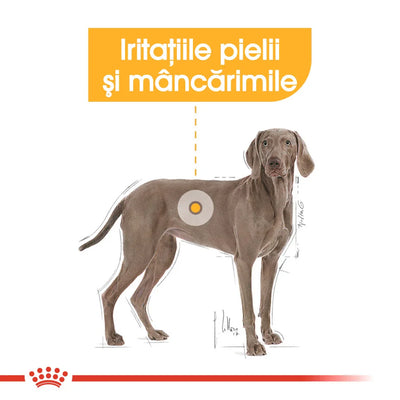 Royal Canin Maxi Dermacomfort hrana uscata caine, prevenirea iritatiilor pielii, 12 kg