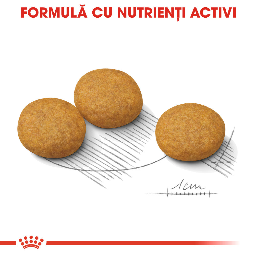 Royal Canin Medium Dermacomfort hrana uscata caine, prevenirea iritatiilor pielii
