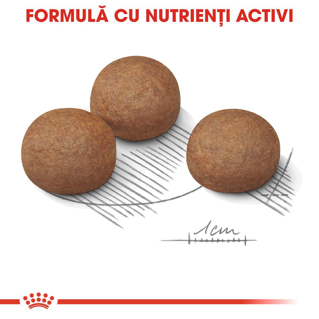 Royal Canin Maxi Digestive Care hrana uscata caine, confort digestiv, 12 kg