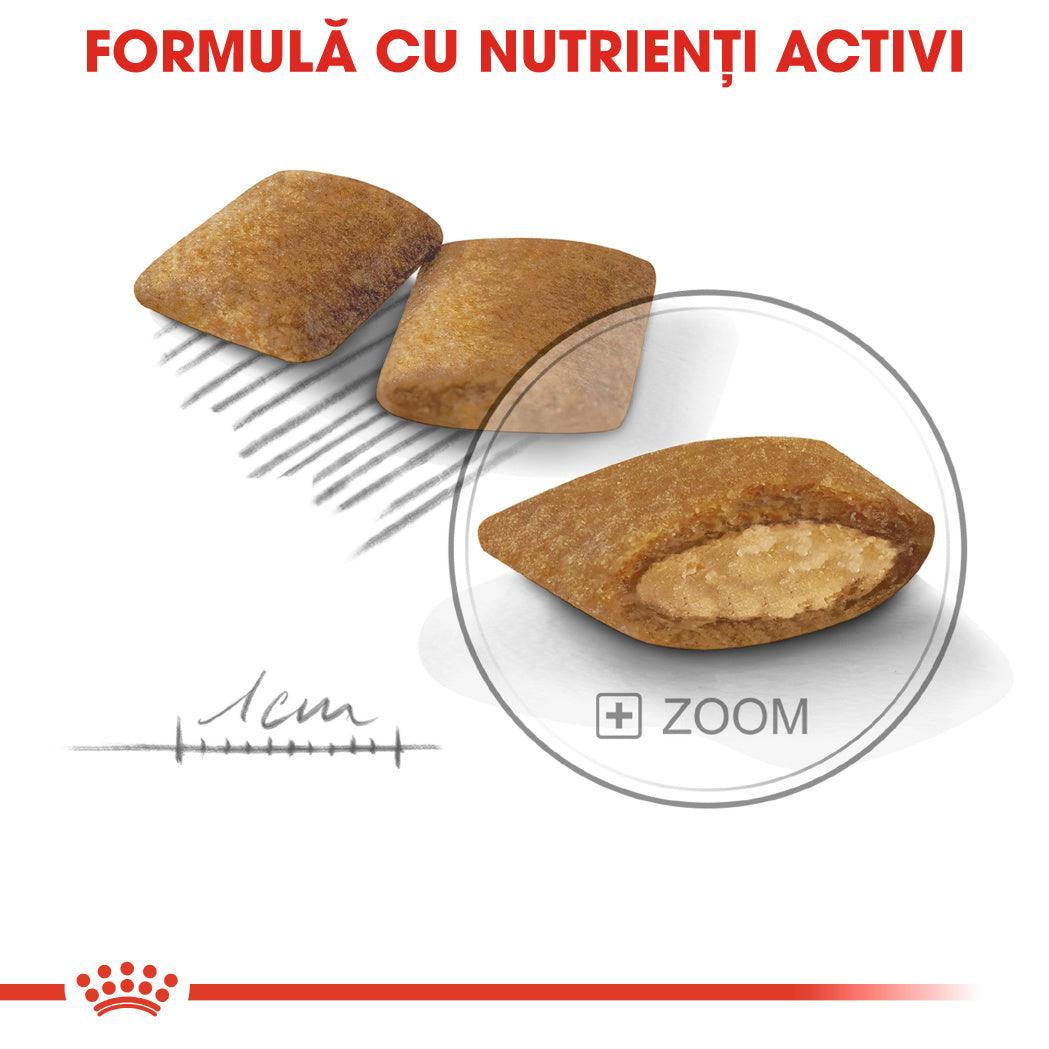 Royal Canin Mini Exigent hrana uscata caine, apetit capricios