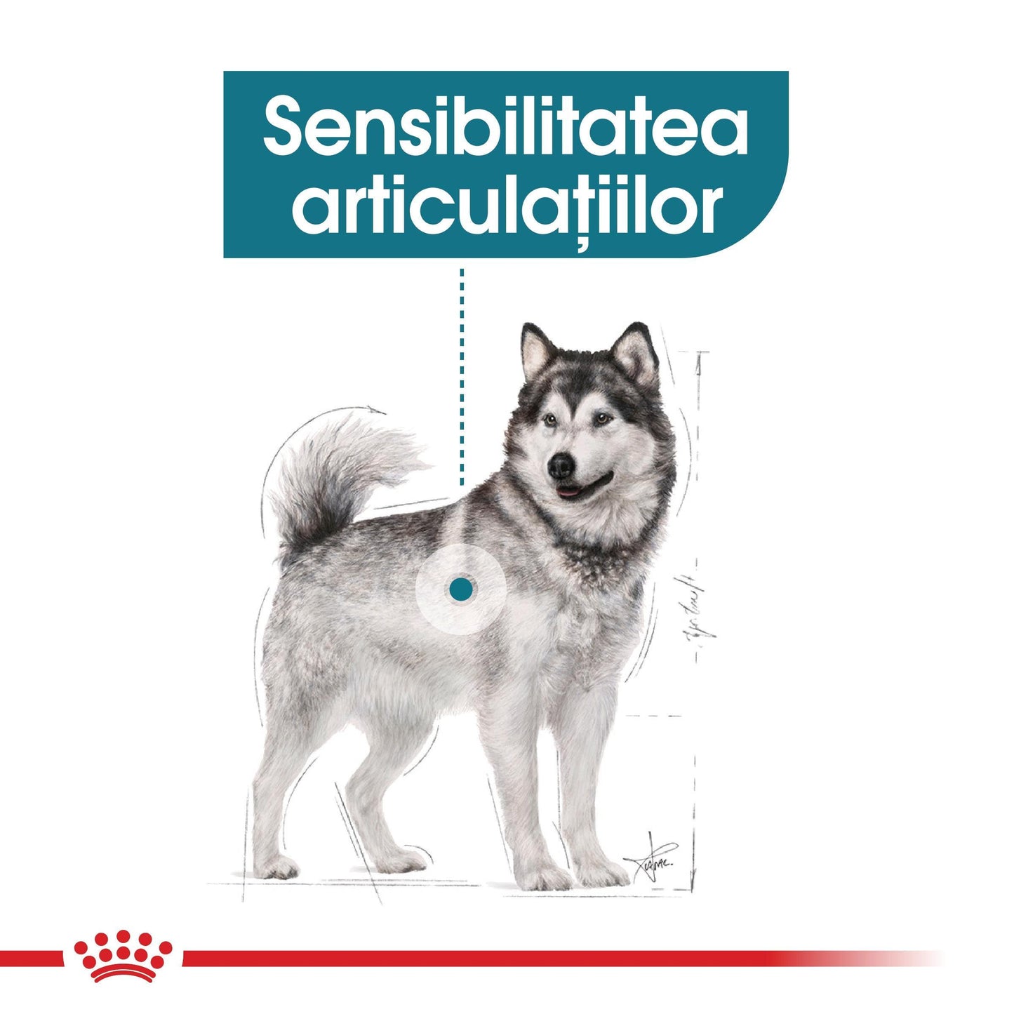Royal Canin Maxi Joint Care Adult hrana uscata caine, ingrijirea articulatiilor, 10 kg