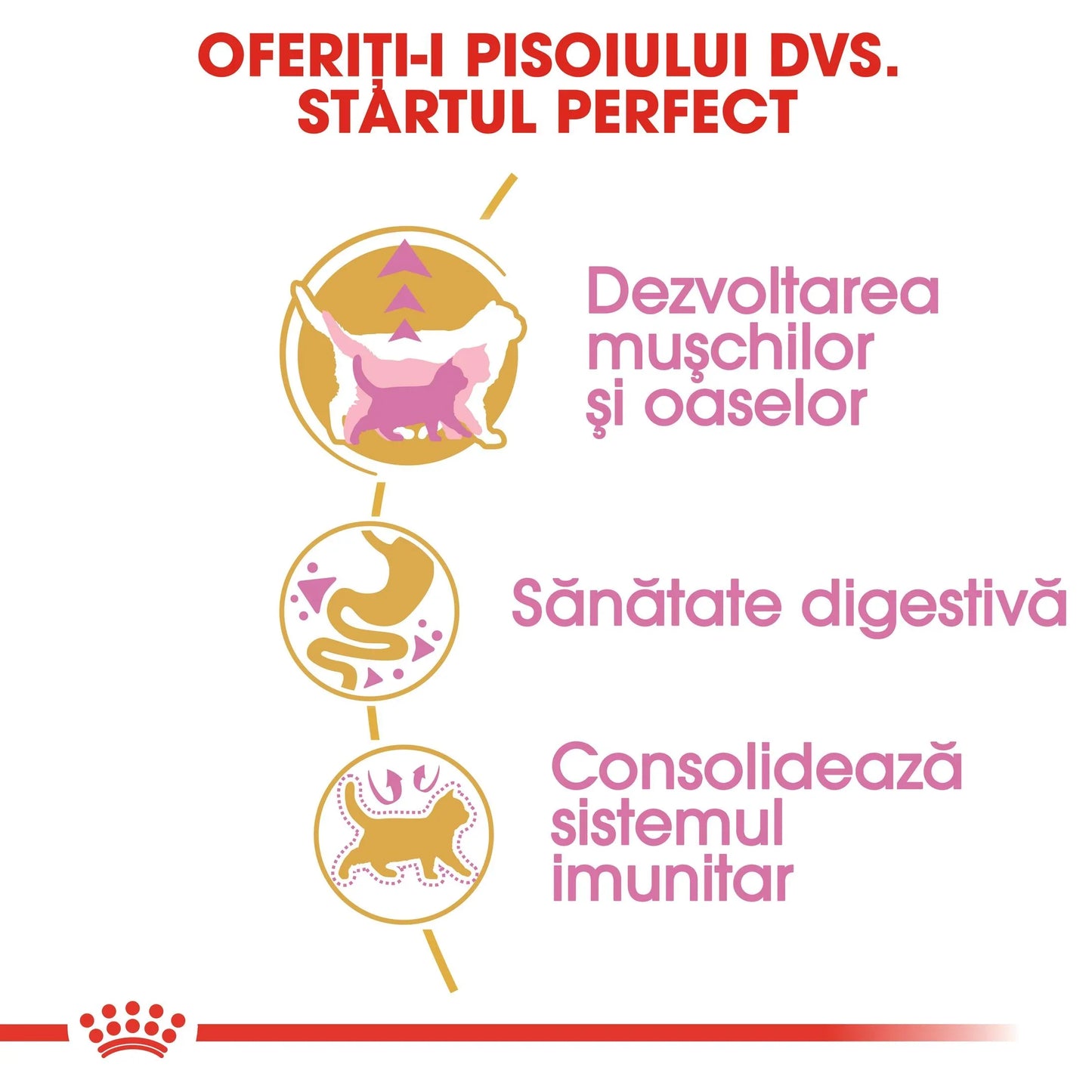 Romanian text infographic showing benefits for kittens: muscle and bone development, digestive health, immune system support