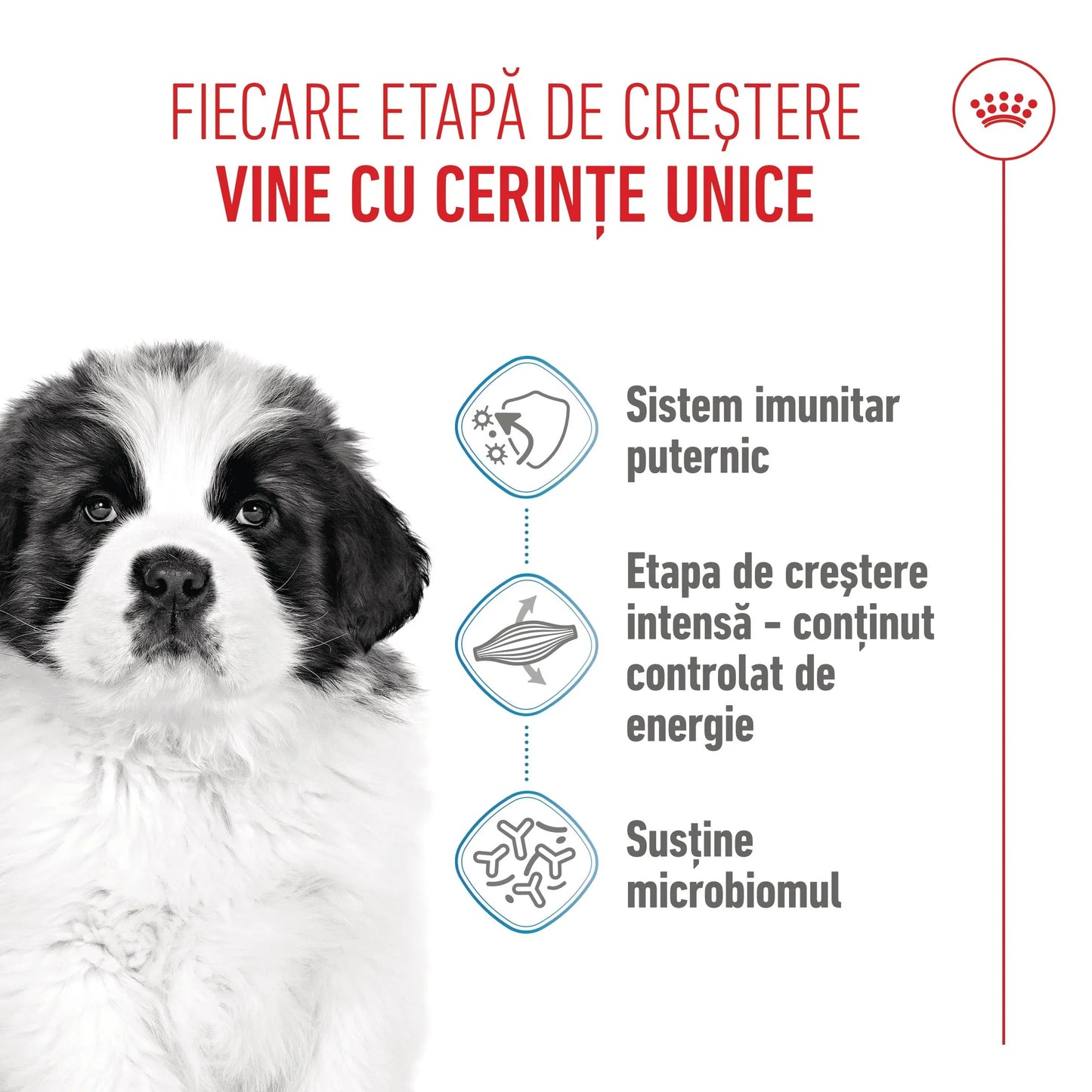 Royal Canin Giant Puppy hrana uscata caine junior etapa 1 de crestere
