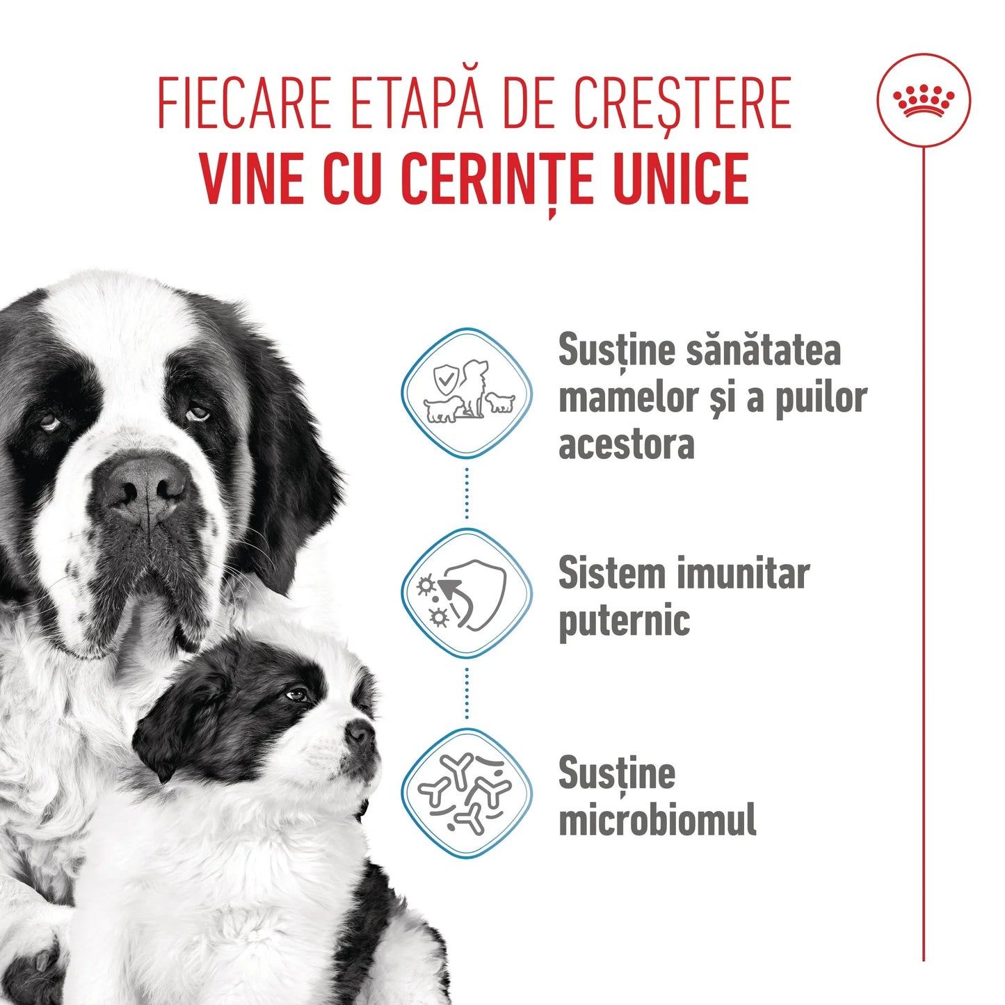 Royal Canin Giant Starter Mother & Babydog, mama si puiul, hrana uscata caine
