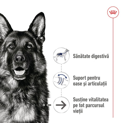 Royal Canin Maxi Ageing 8+ hrana uscata caine senior, 15 kg