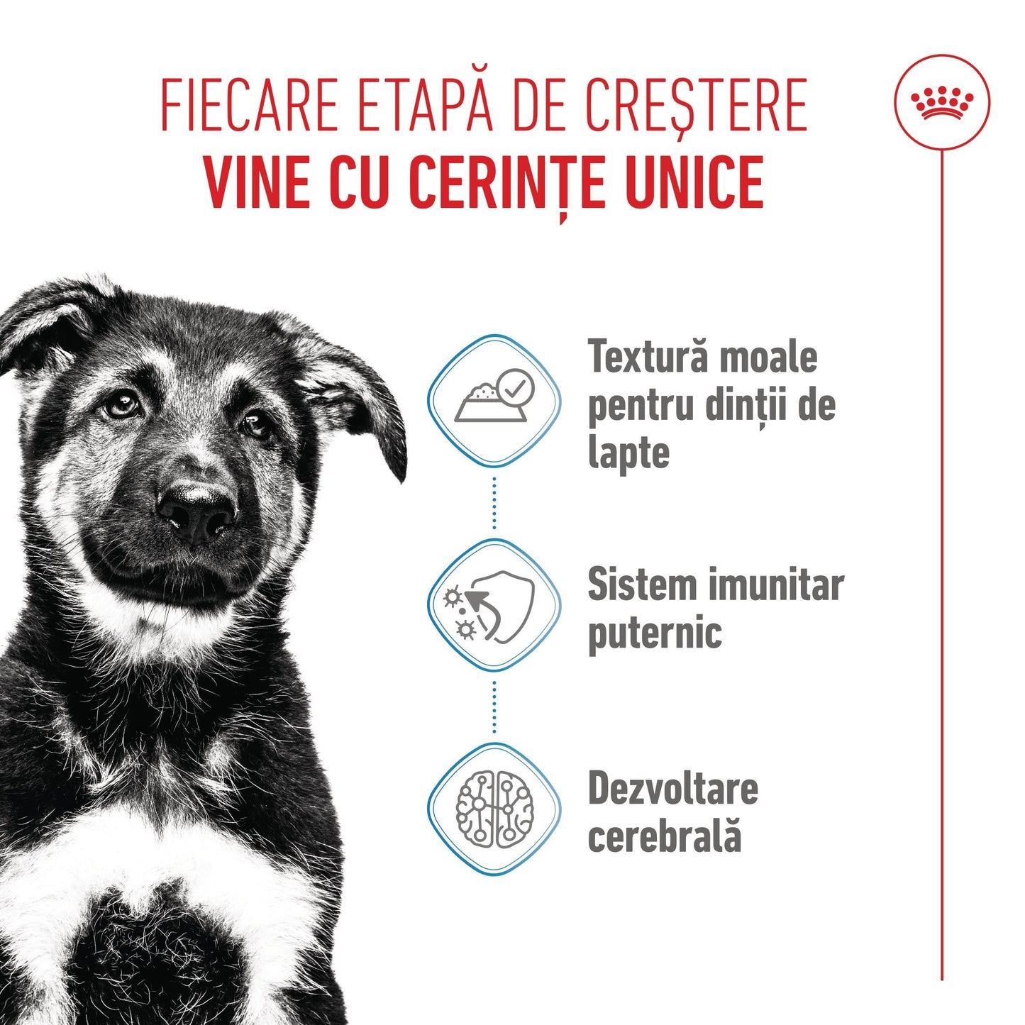 Royal Canin Maxi Puppy hrana umeda caine junior (in sos), 140 g