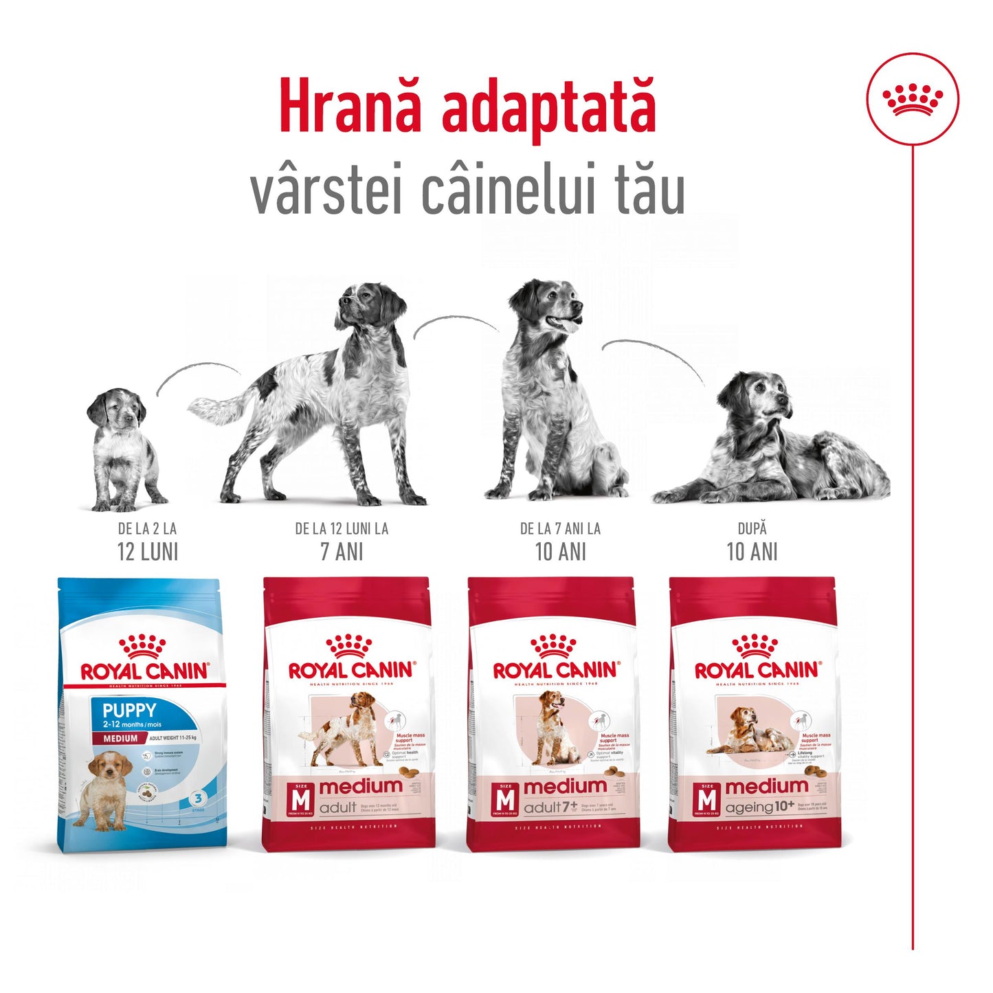 Royal Canin Medium Adult hrana uscata caine