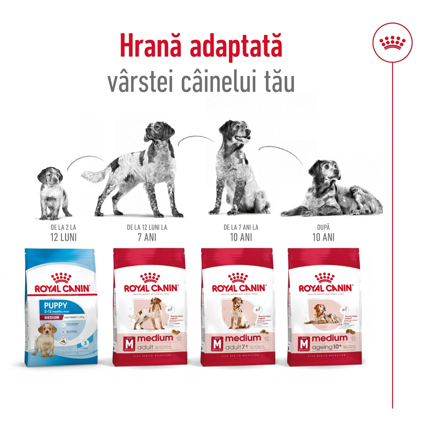 Royal Canin Medium Adult hrana uscata caine