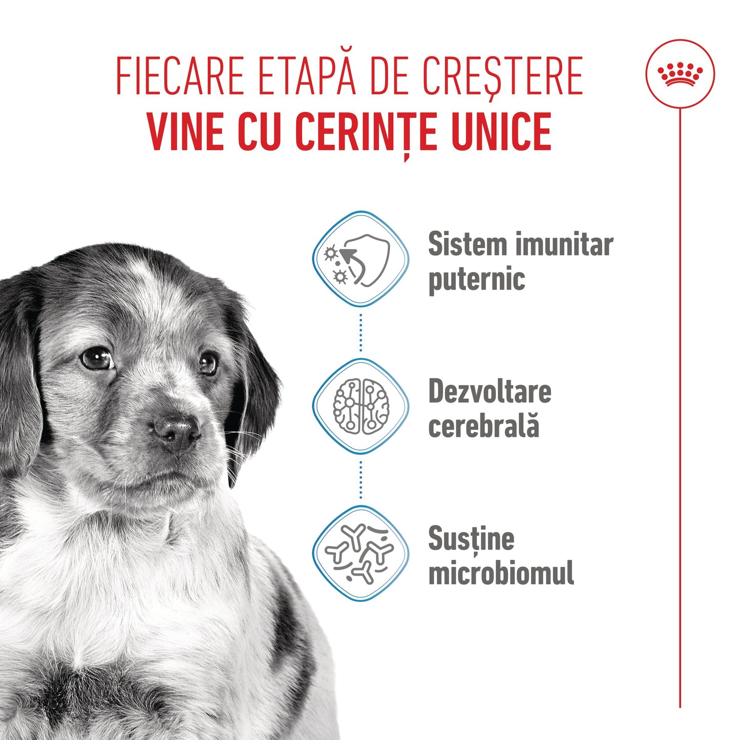 Royal Canin Medium Puppy hrana uscata caine junior