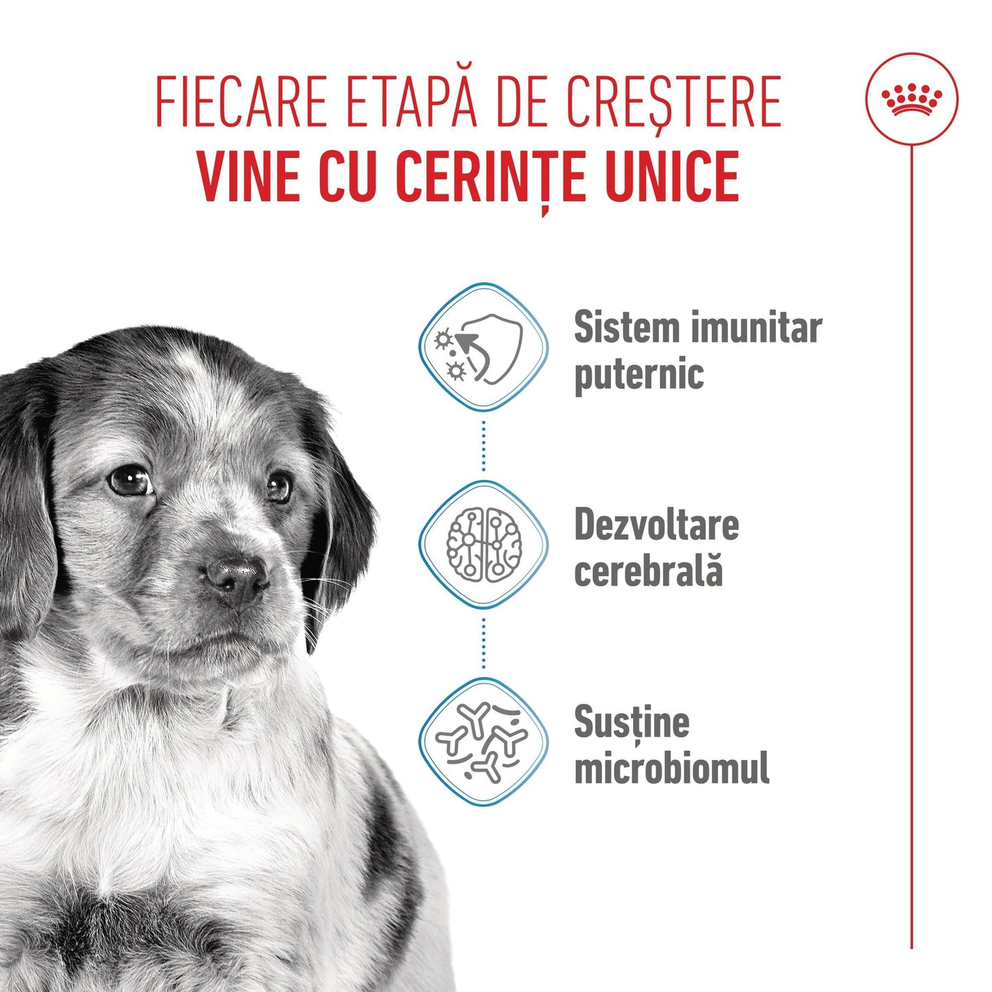 Royal Canin Medium Puppy hrana uscata caine junior