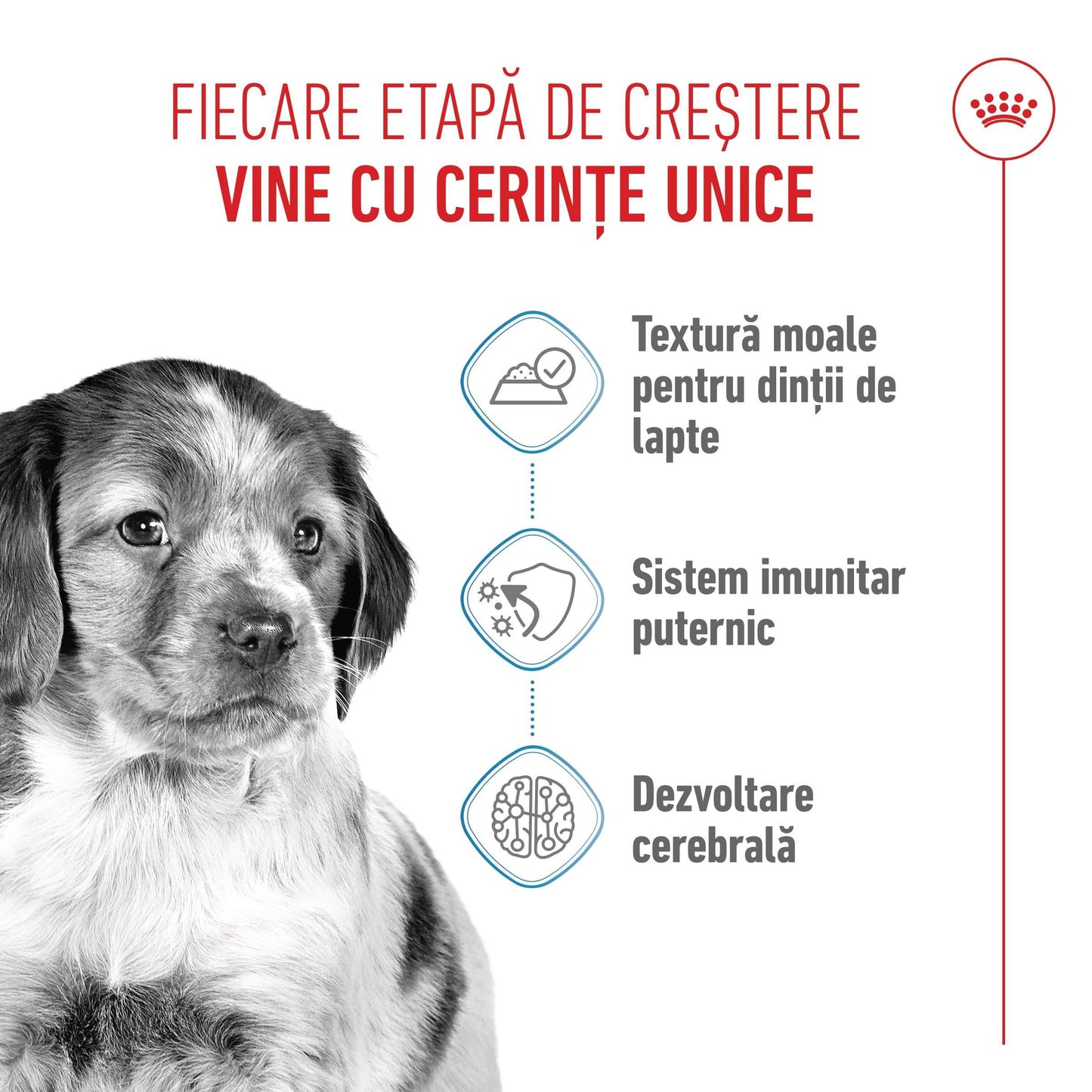 Royal Canin Medium Puppy hrana umeda caine junior (in sos), 140 g