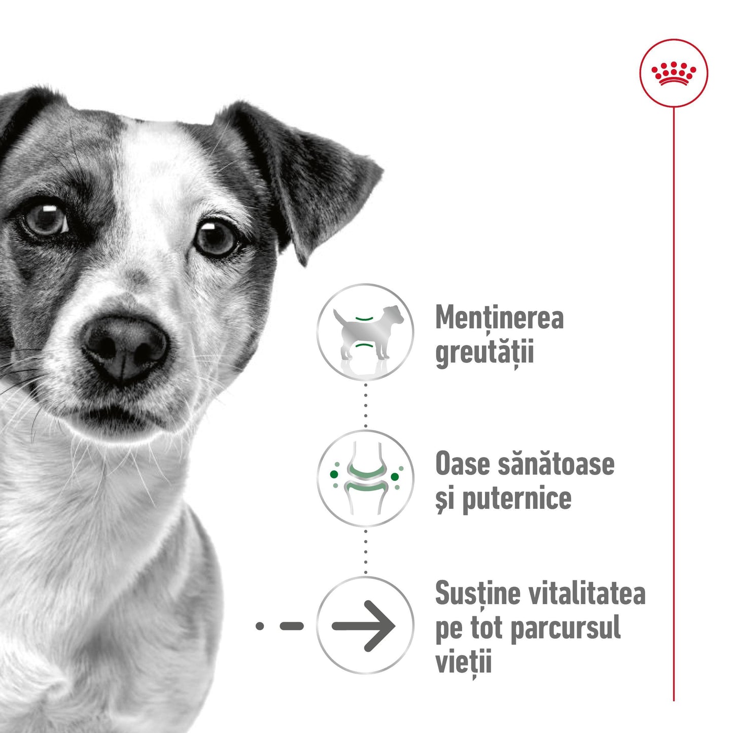Royal Canin Mini Ageing 12+ hrana umeda caine senior (in sos), 85 g