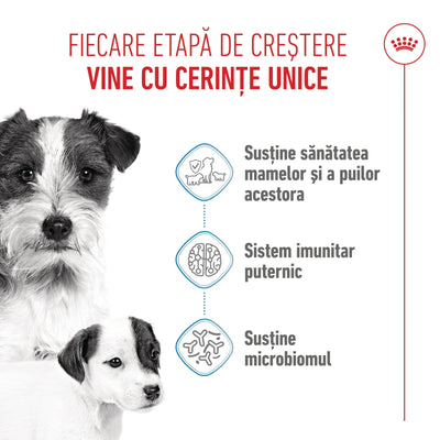 Royal Canin Mini Starter Mother & BabyDog, mama si puiul, hrana uscata caini