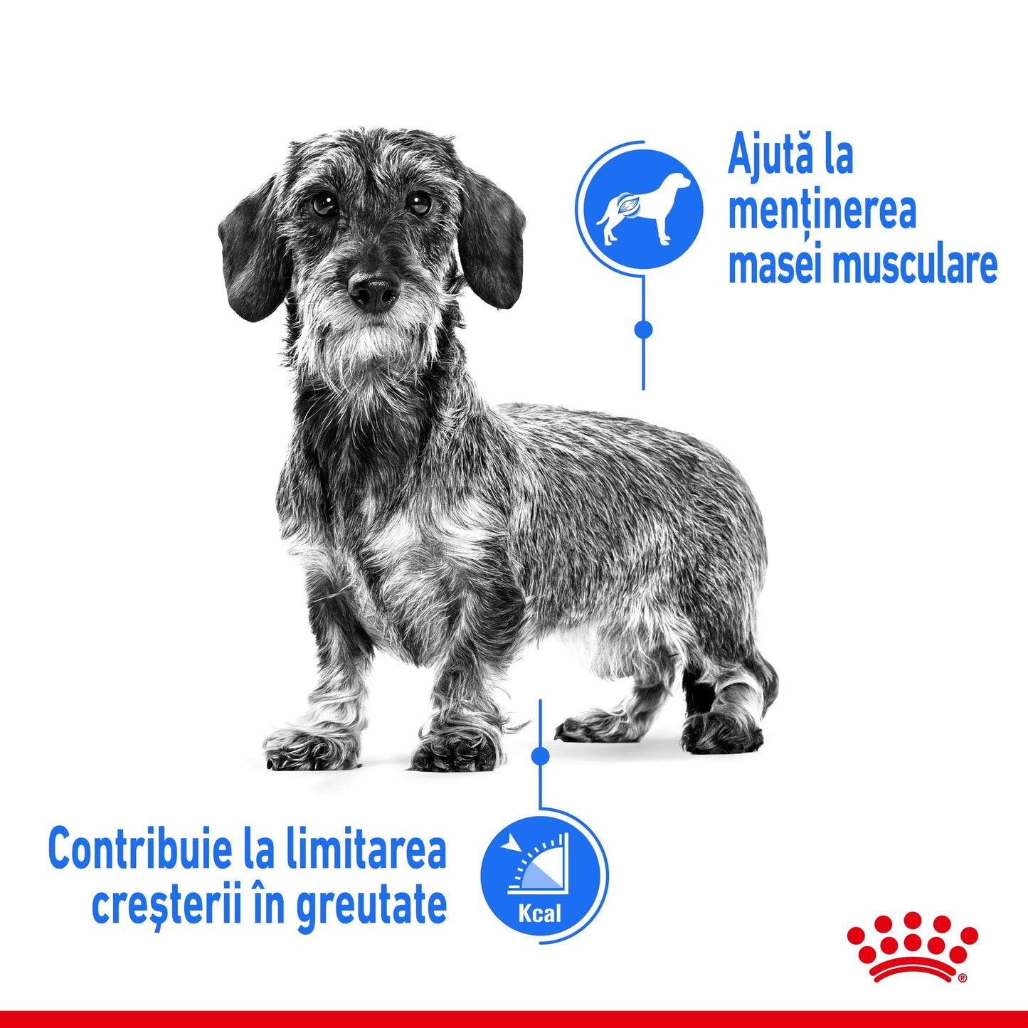 Royal Canin XSmall Light Weight Care Adult hrana uscata caine, limitarea cresterii in greutate