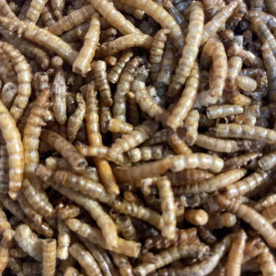 Close-up of dried mealworms packed tightly, showing segmented brown bodies and natural texture