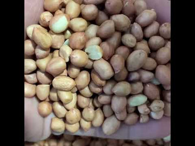 Alune furajere pentru pasari de colivie si porumbei