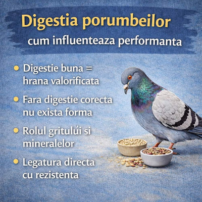 Cum influențează digestia performanța porumbeilor