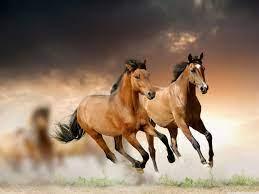 Two brown horses galloping across a field at sunset, kicking up dust under dramatic sky
