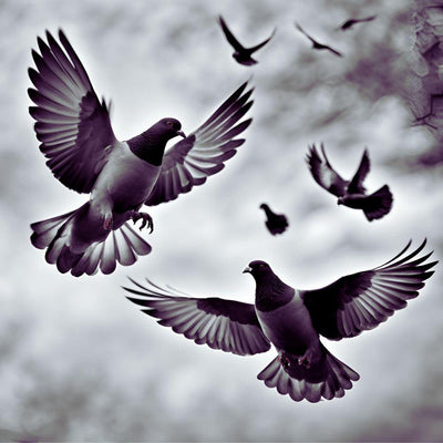 Two pigeons in mid-flight with wings spread wide against a cloudy sky