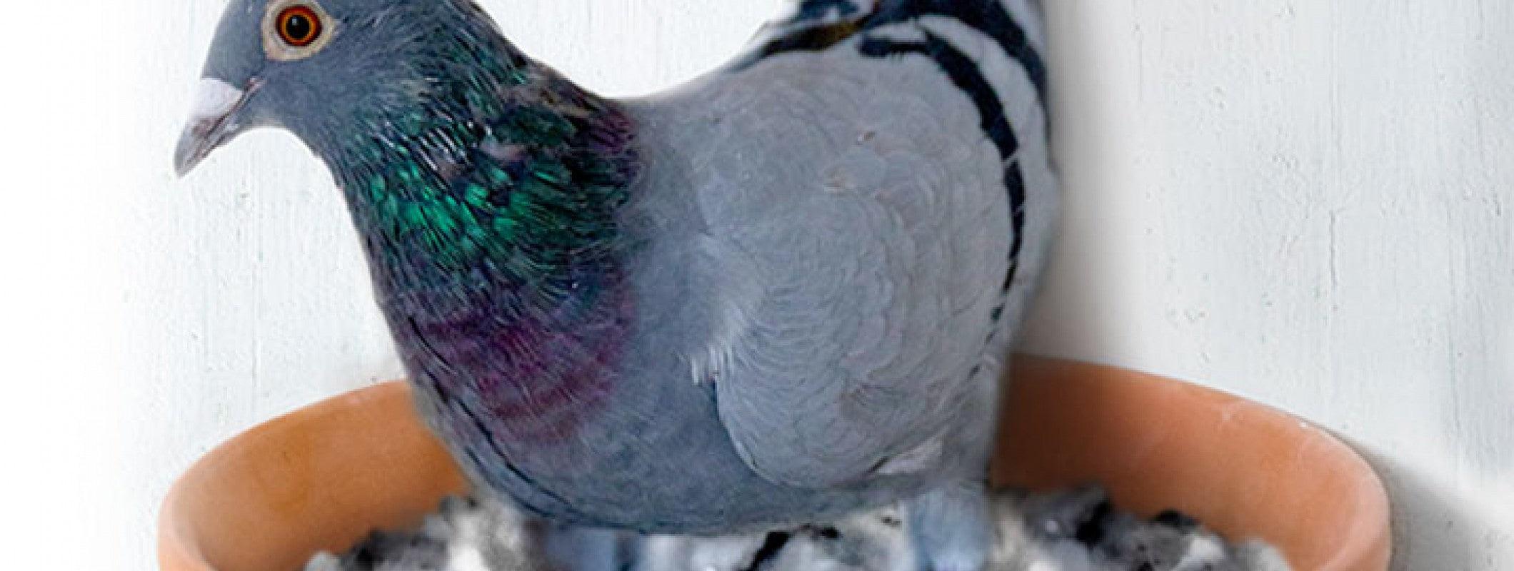 Close-up of a gray pigeon with iridescent green and purple neck feathers perched in a brown container with white bedding