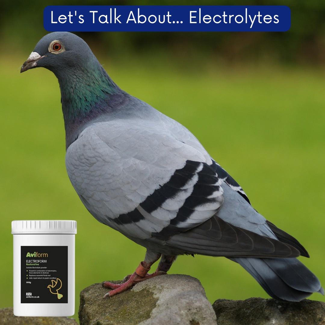 Close-up of a pigeon perched on a rock with Aviform Electroform electrolyte powder container and 'Let's Talk About Electrolytes' text