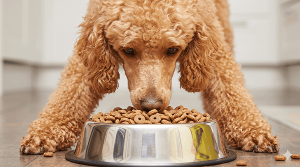 Cibo secco per cani