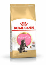 Royal Canin Maine Coon kitten dry cat food bag with a playful Maine Coon kitten on white and gold packaging