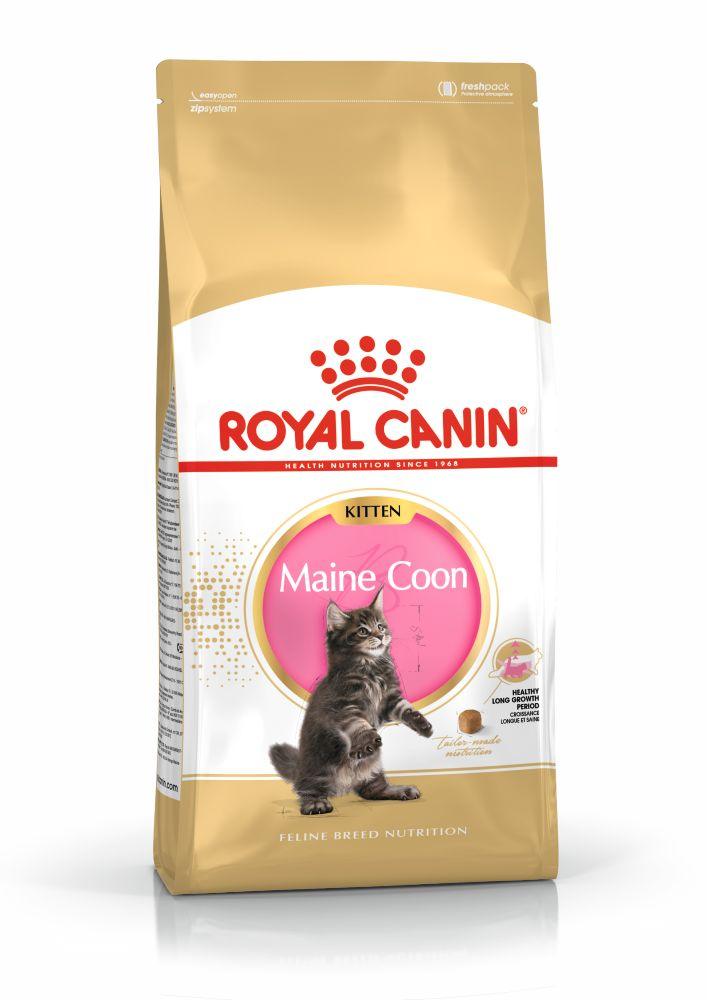 Royal Canin Maine Coon kitten dry cat food bag with a playful Maine Coon kitten on white and gold packaging