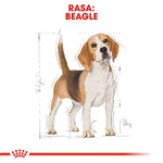 Beagle dog standing with drafting lines and measurements on white background