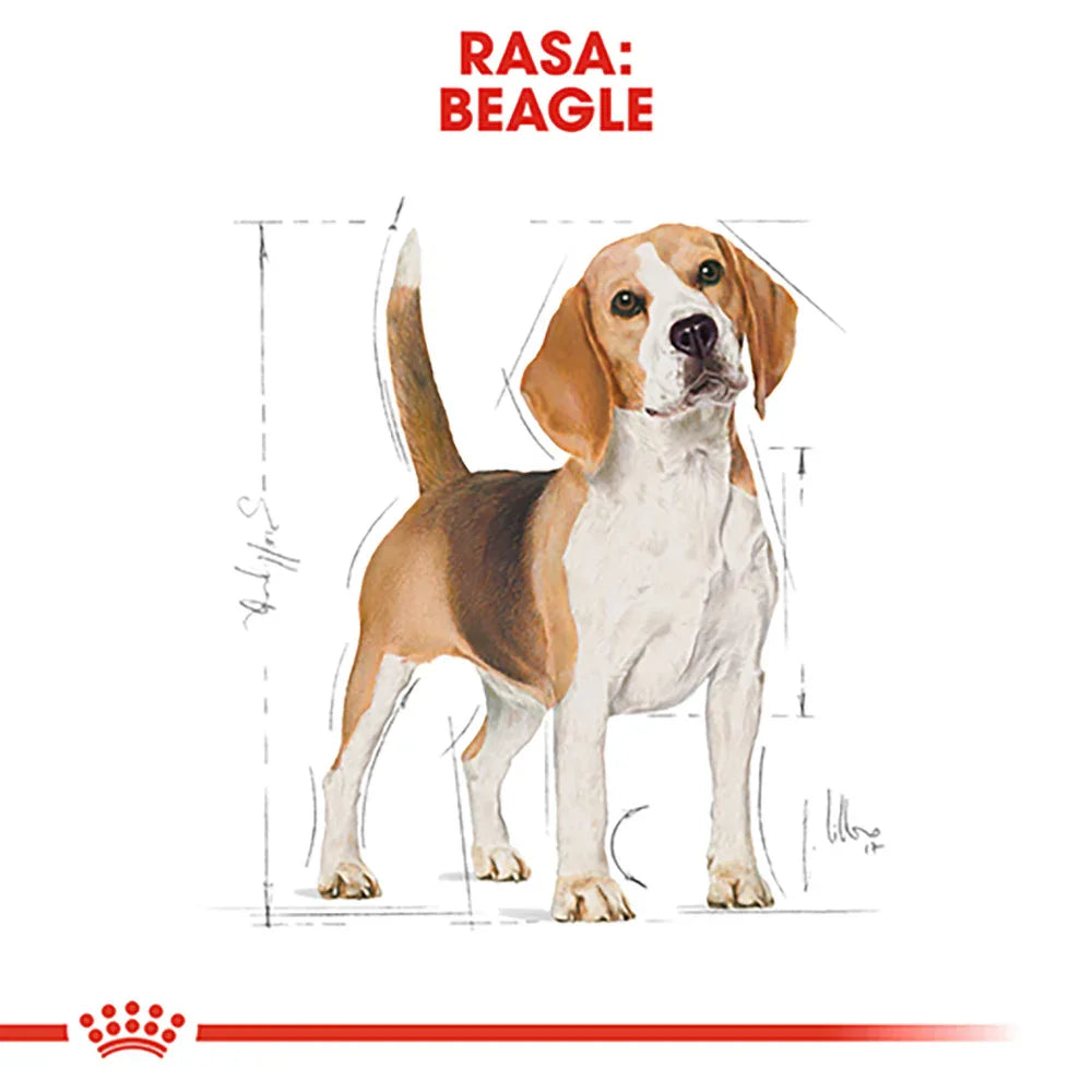 Beagle dog standing with drafting lines and measurements on white background