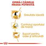 Infographic in Romanian showing benefits of proper dog food: ideal weight, food intake control, bone and joint support