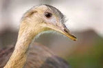 Garvo 5054 – Hrană pelete întreținere pentru emu, struț și nandu 20 kg