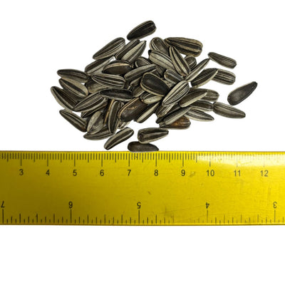 Floarea soarelui pestrita seminte mici