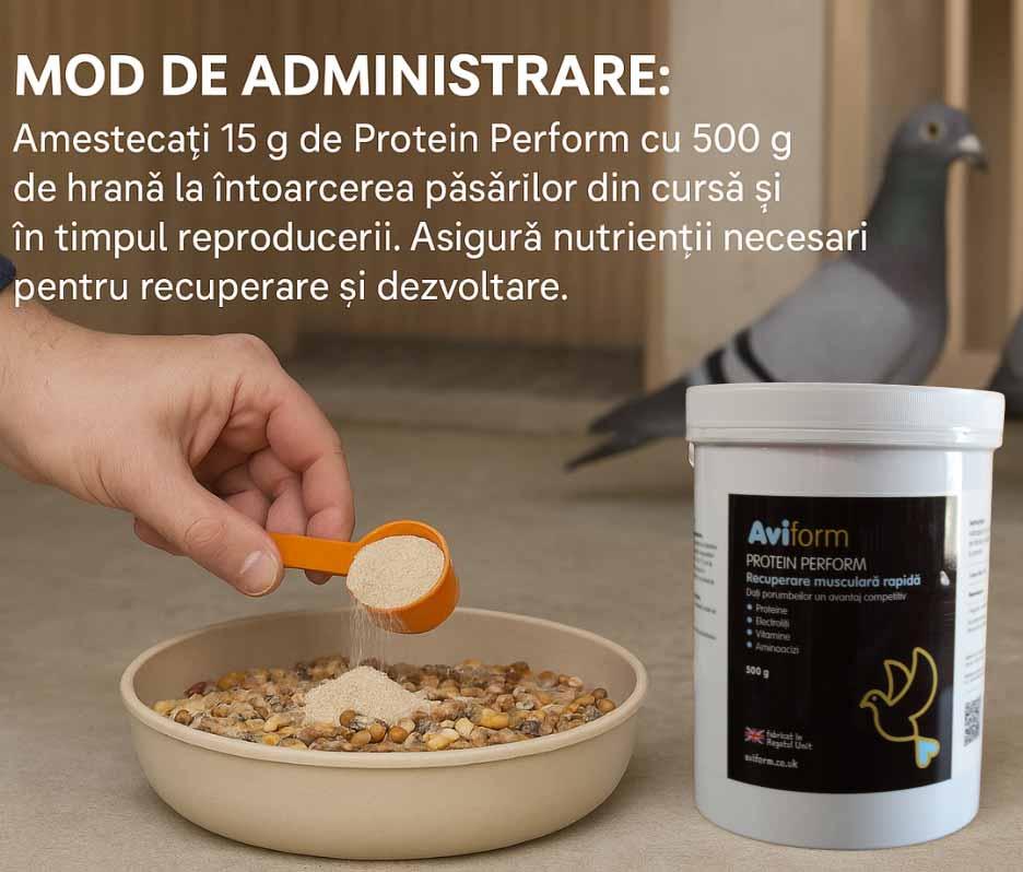 Hand adding Protein Perform powder to bird feed in a bowl, with pigeons and supplement container nearby