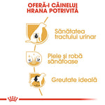 Infographic showing dog health benefits: urinary tract, skin and coat, and ideal weight