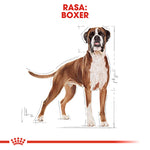 Boxer dog illustration with brown and white coat and measurement markings
