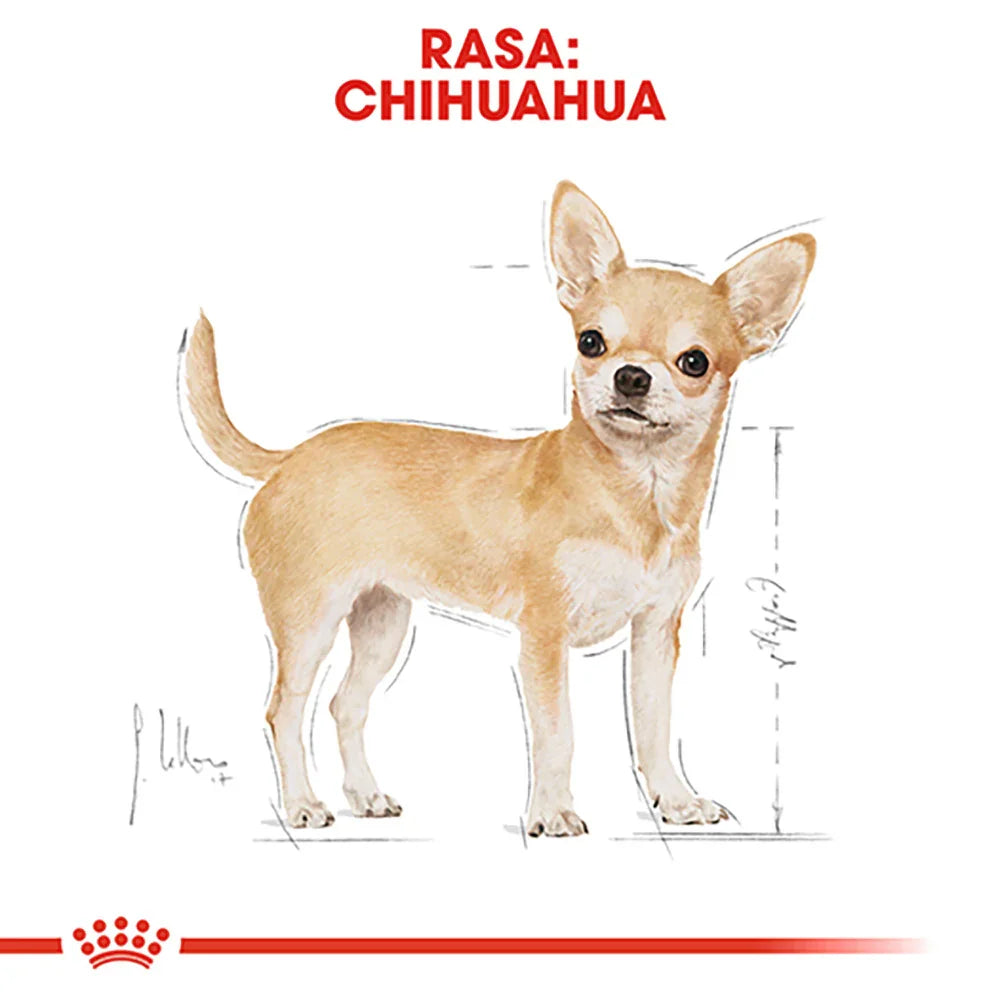 Illustration of a small tan and white Chihuahua dog with large ears on a white background