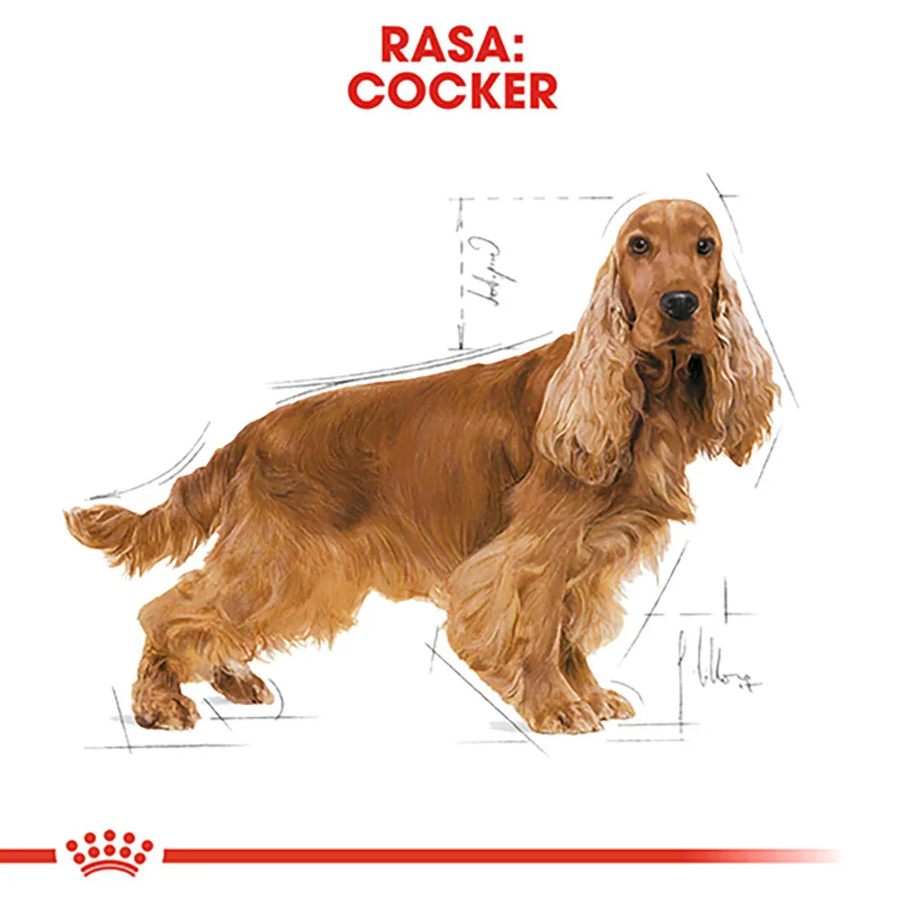 Illustration of a brown Cocker Spaniel dog with long ears and wavy coat, labeled Rasa: Cocker