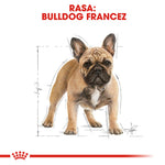Illustration of a French Bulldog with tan coat and black face markings against a white background