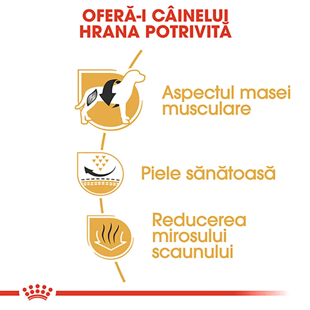 Infographic promoting proper dog food for muscle tone, healthy skin, and stool odor reduction in Romanian