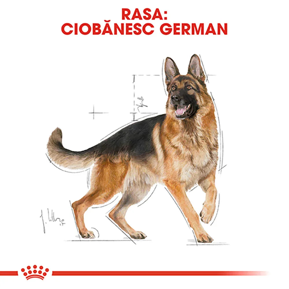 Illustration of a German Shepherd dog with black and tan coat standing and looking alert