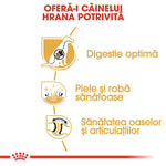 Dog health benefits infographic in Romanian: optimal digestion, healthy skin and coat, bone and joint health