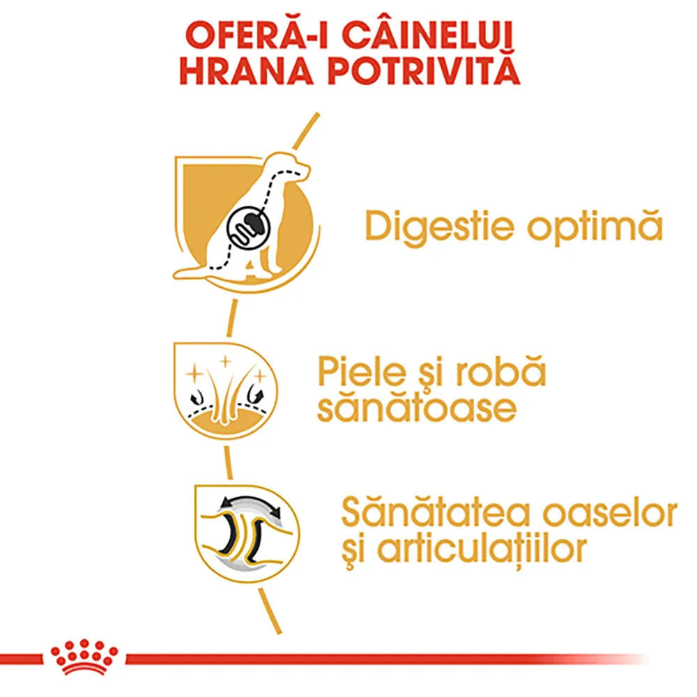 Dog health benefits infographic in Romanian: optimal digestion, healthy skin and coat, bone and joint health
