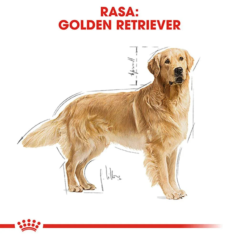 Illustration of a Golden Retriever dog with breed name and measurement markings