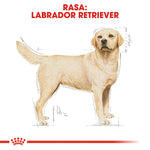 Illustration of a yellow Labrador Retriever dog with breed name in red text